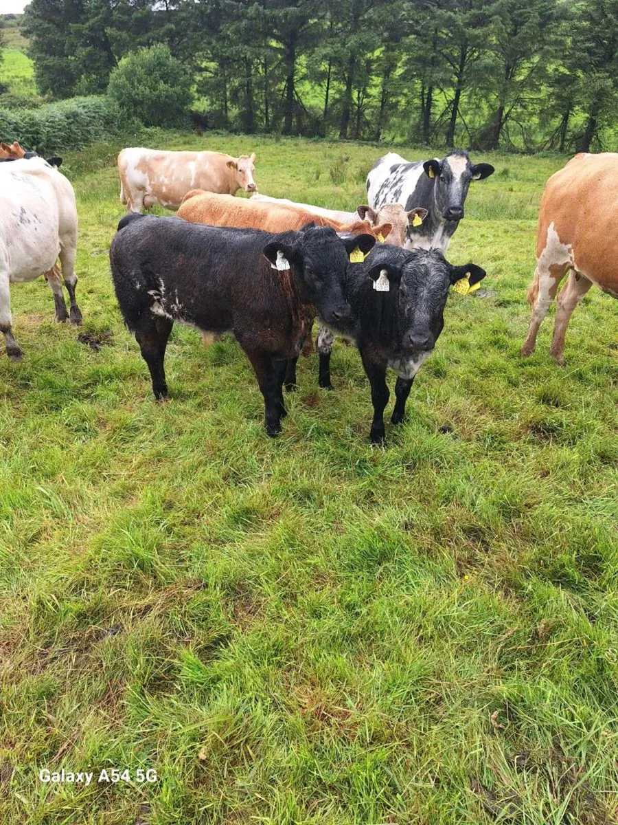 Bull - Image 4