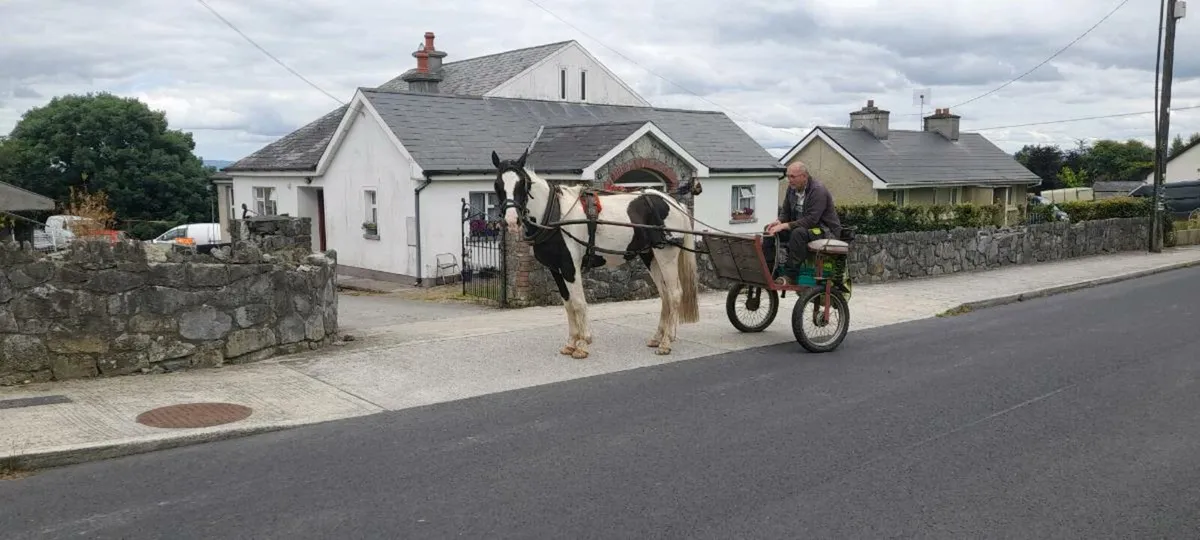 Horse - Image 1