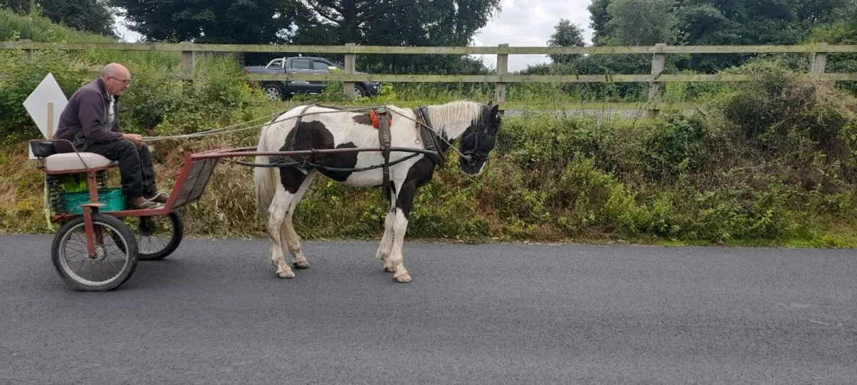 Horse - Image 2