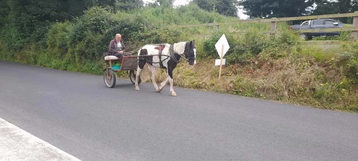 Horse - Image 3