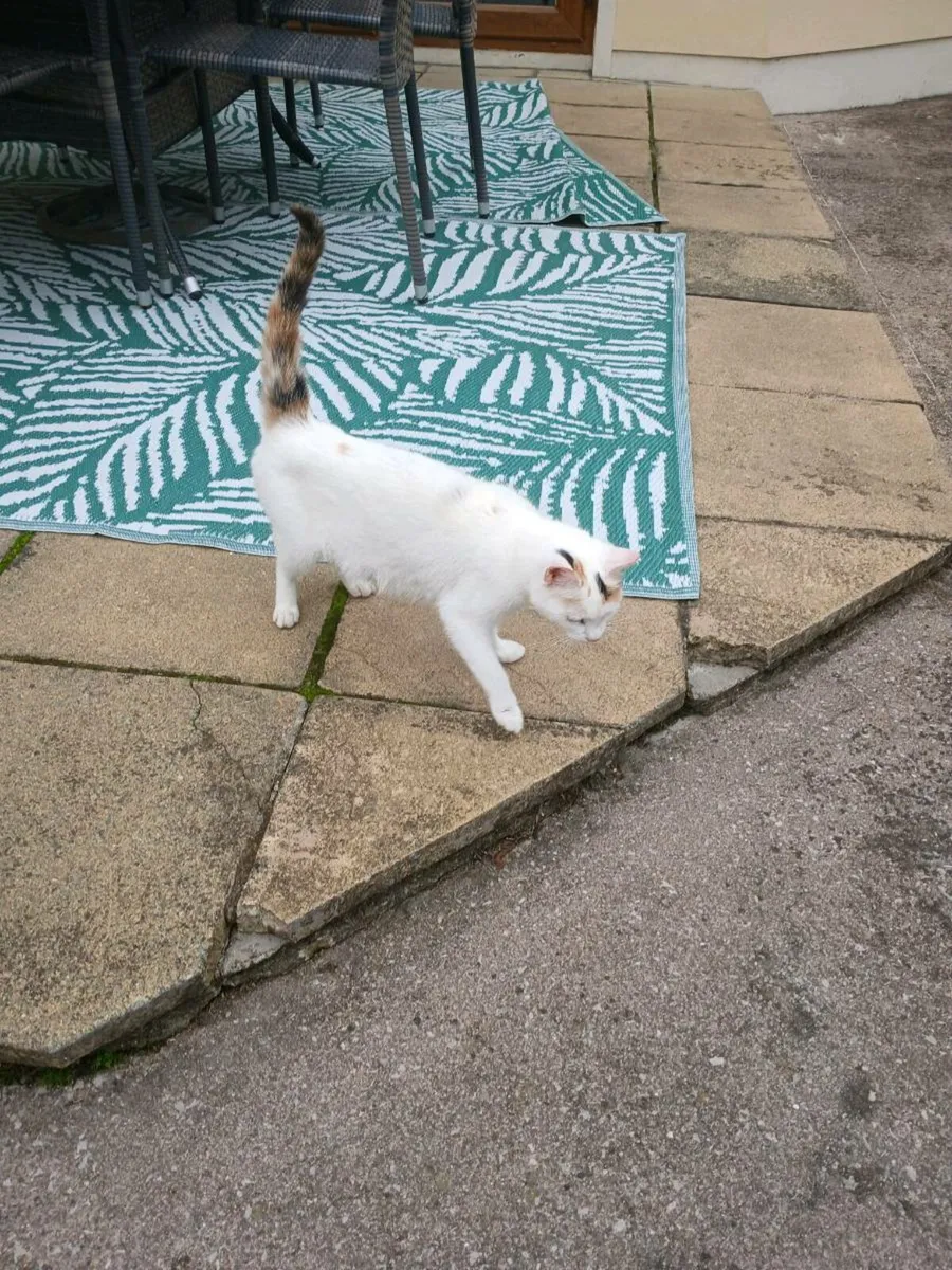 Kitten 1 year old - Image 1