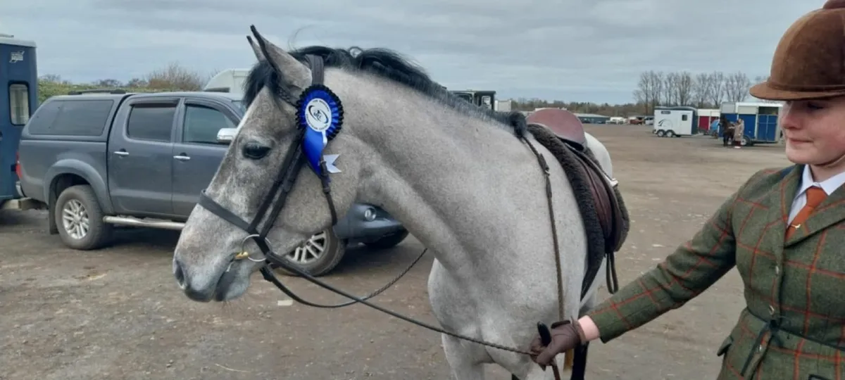 Winning 4yr old Connemara Gelding - Image 2