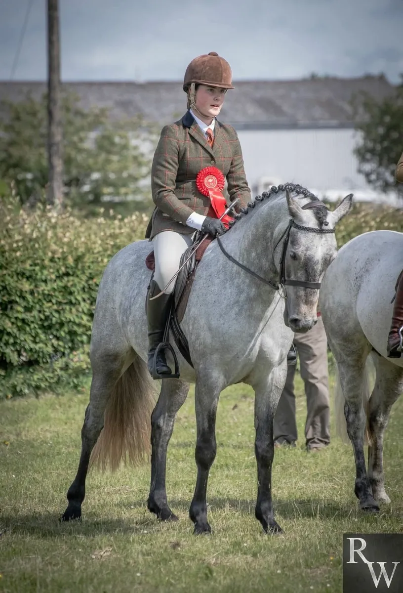 Winning 4yr old Connemara Gelding - Image 3