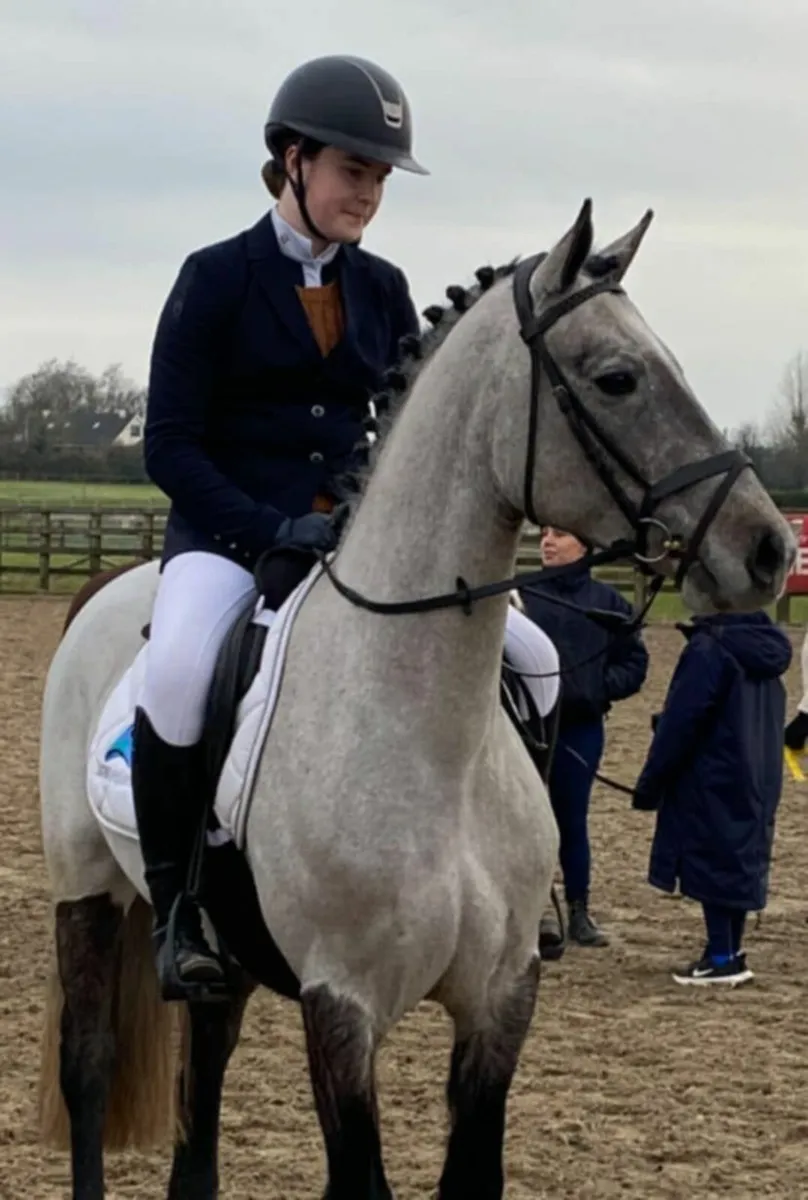Winning 4yr old Connemara Gelding - Image 4
