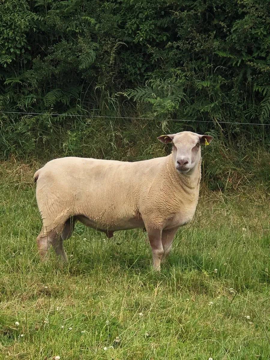 Charolais hogget ram - Image 1