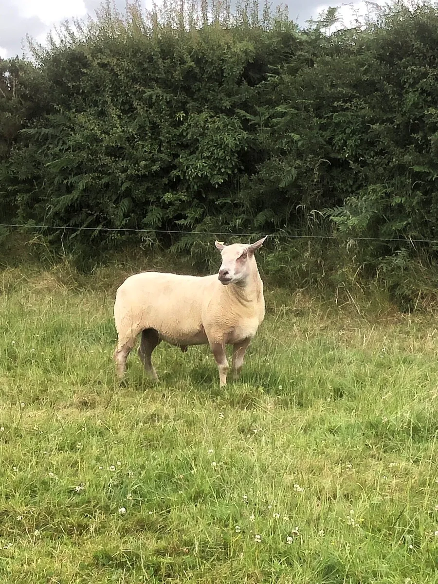 Charolais hogget ram - Image 2