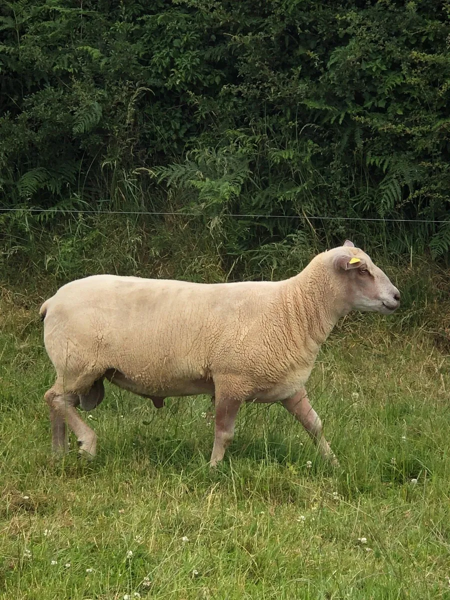 Charolais hogget ram - Image 3