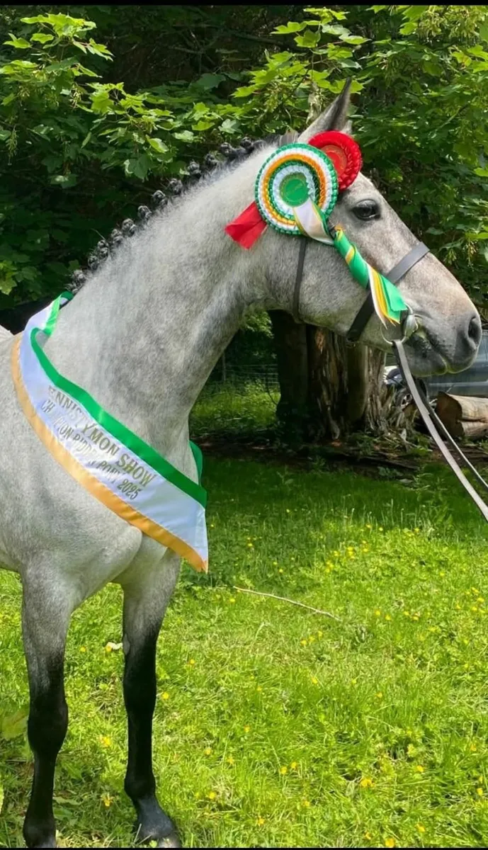 Winning 4yr old Connemara Gelding - Image 1