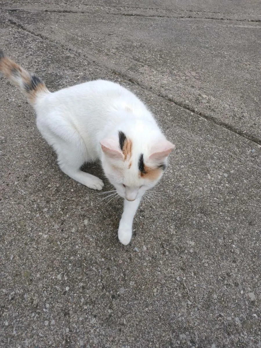 Kitten 1 year old - Image 3