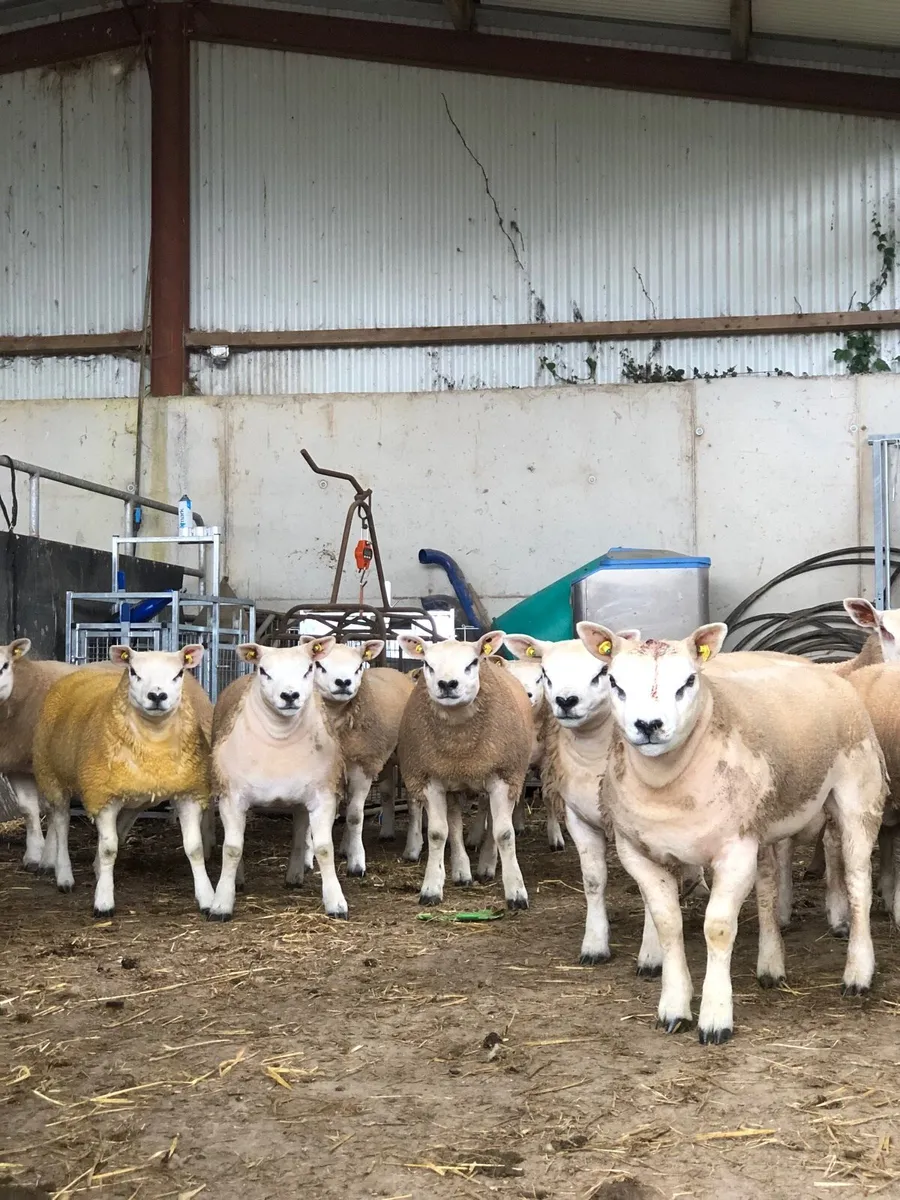 SIS Texel ram lambs - Image 1