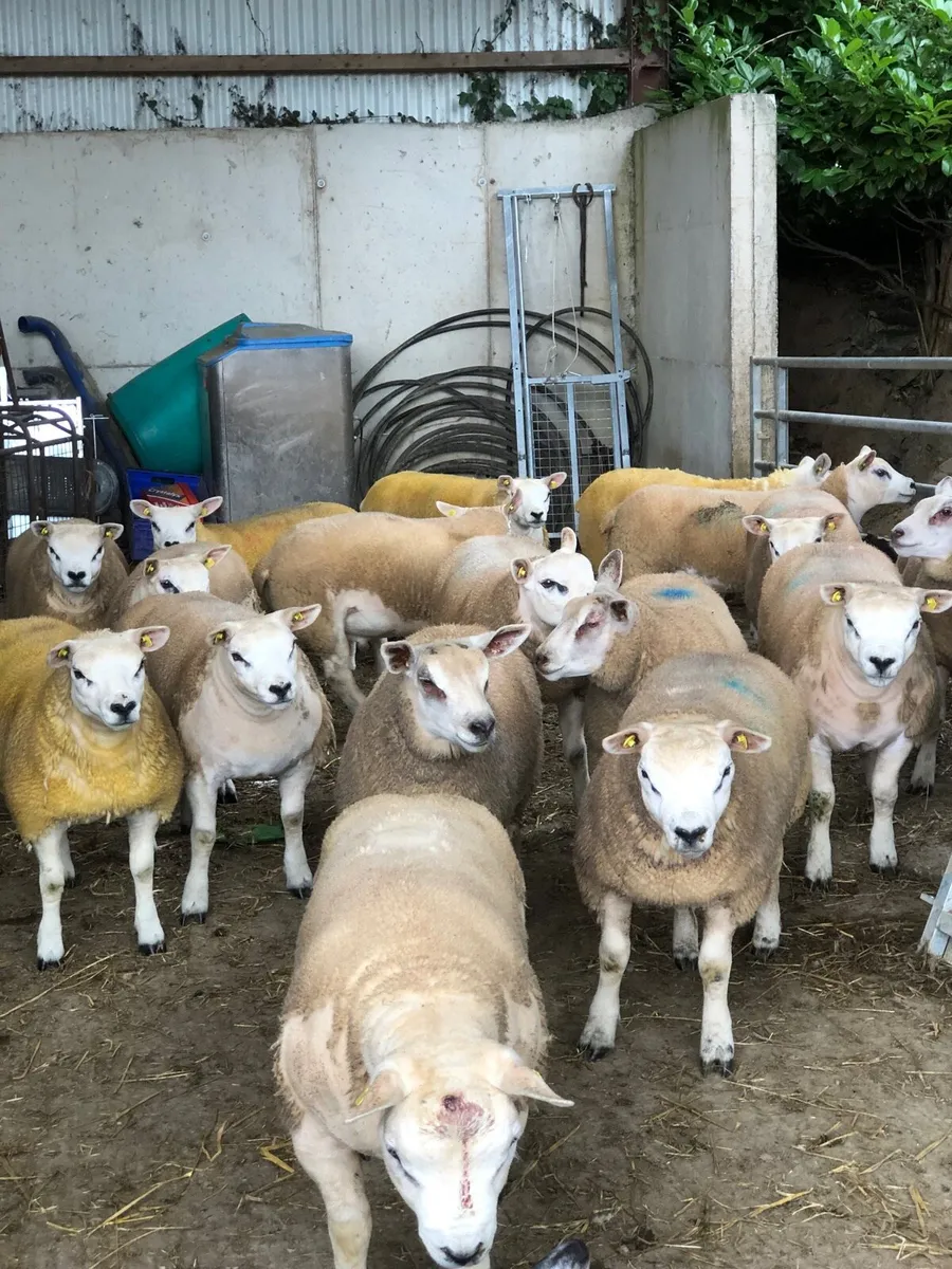 SIS Texel ram lambs - Image 2