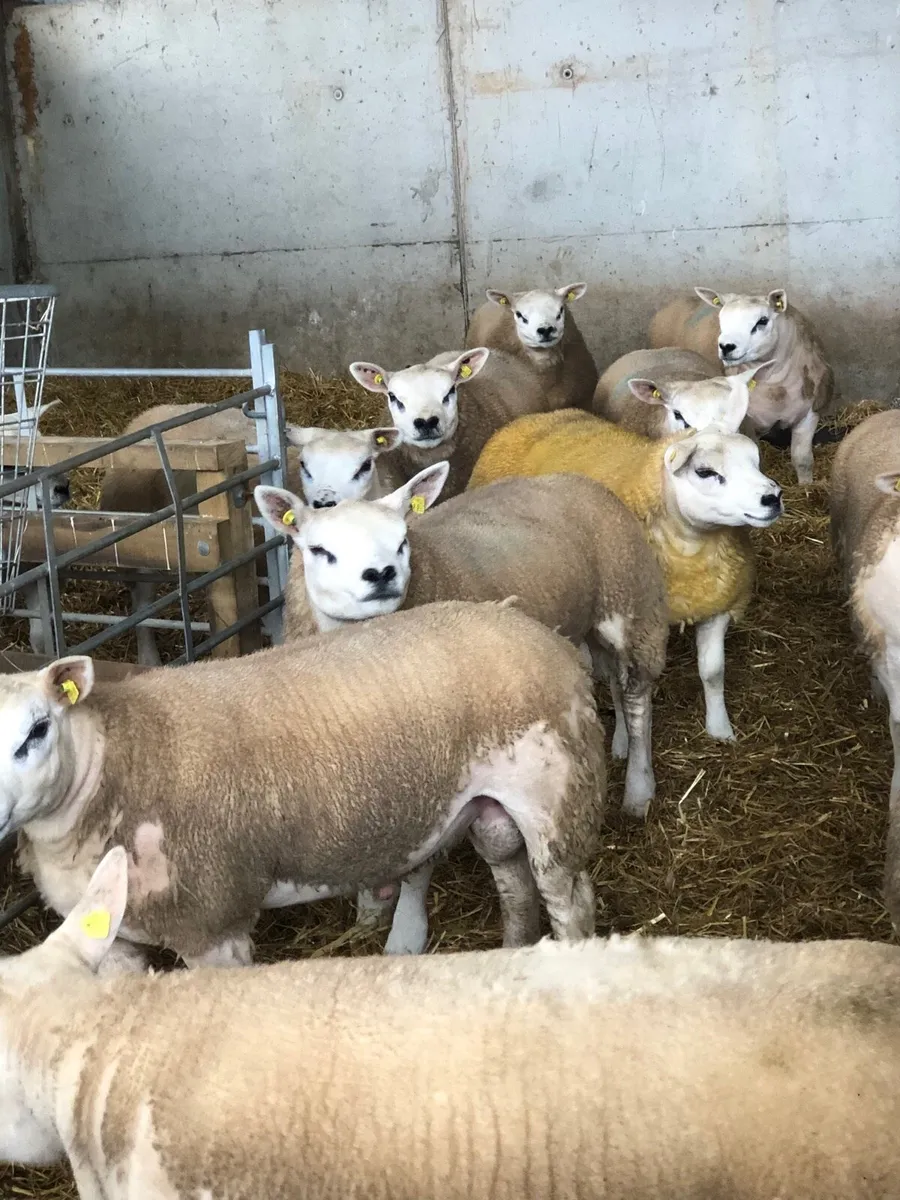 SIS Texel ram lambs - Image 3