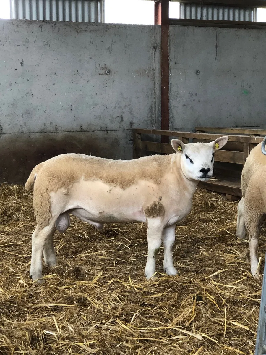 SIS Texel ram lambs - Image 4