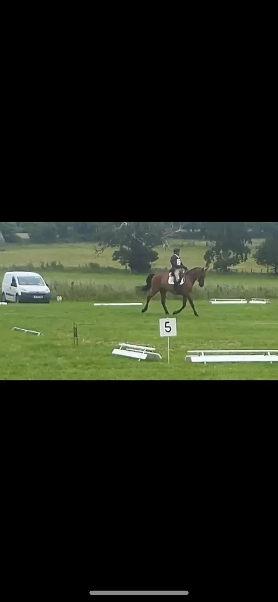 5year old eventing mare - Image 2