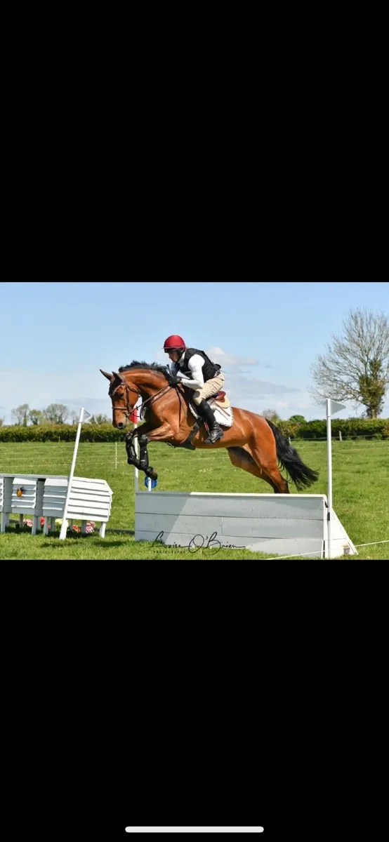 5year old eventing mare - Image 1