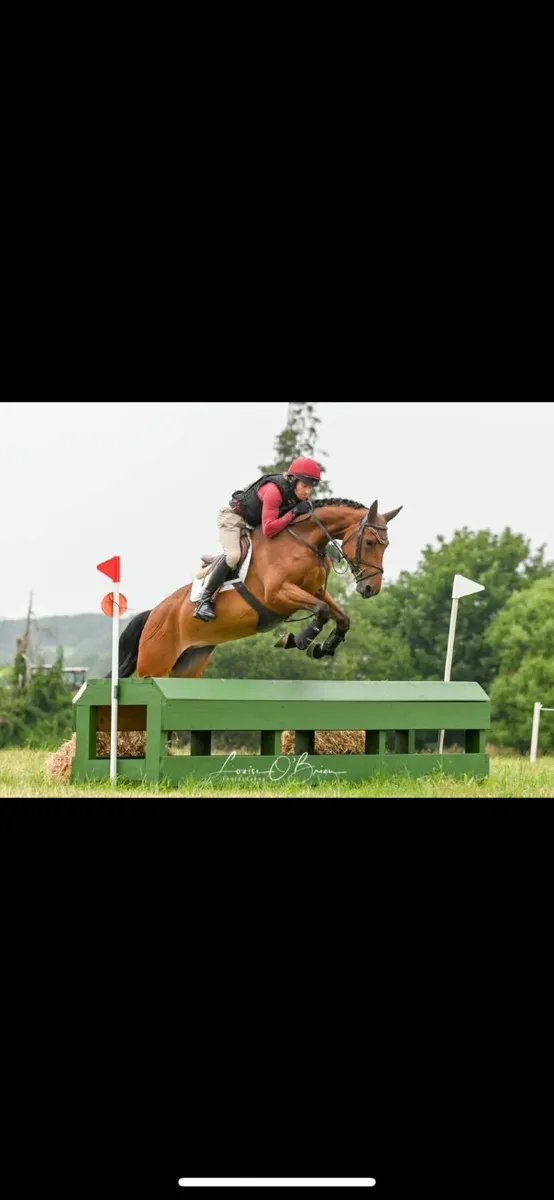 5year old eventing mare - Image 3
