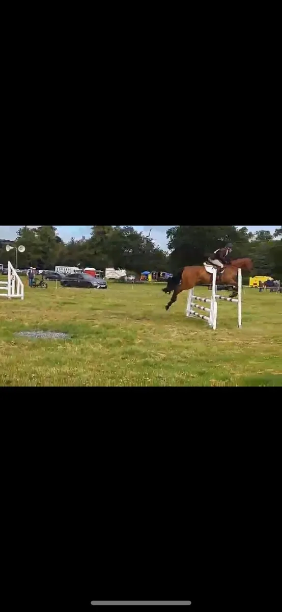 5year old eventing mare - Image 4