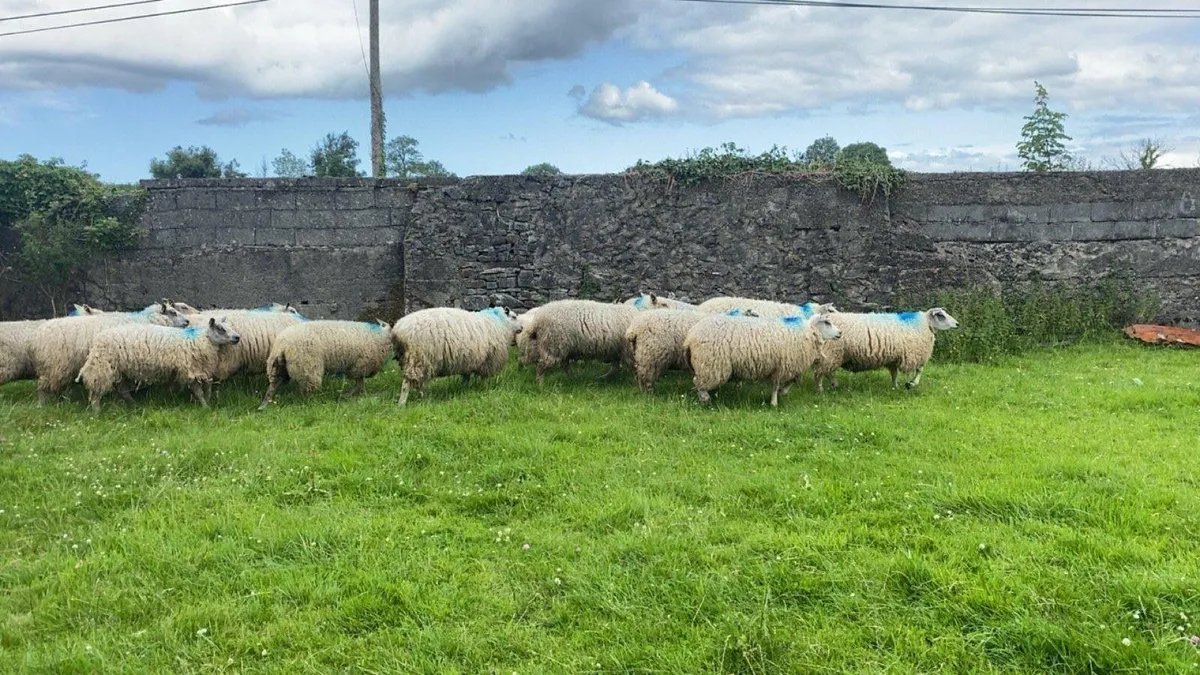Hoggets - Image 1