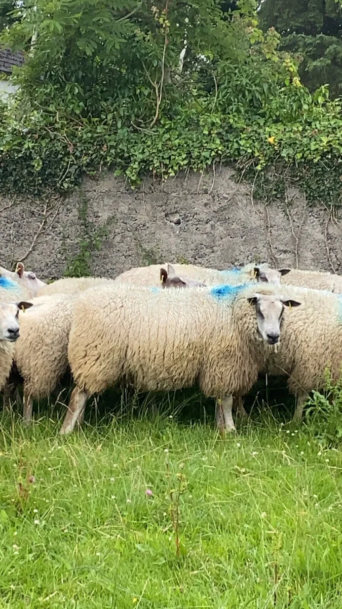 Hoggets - Image 2