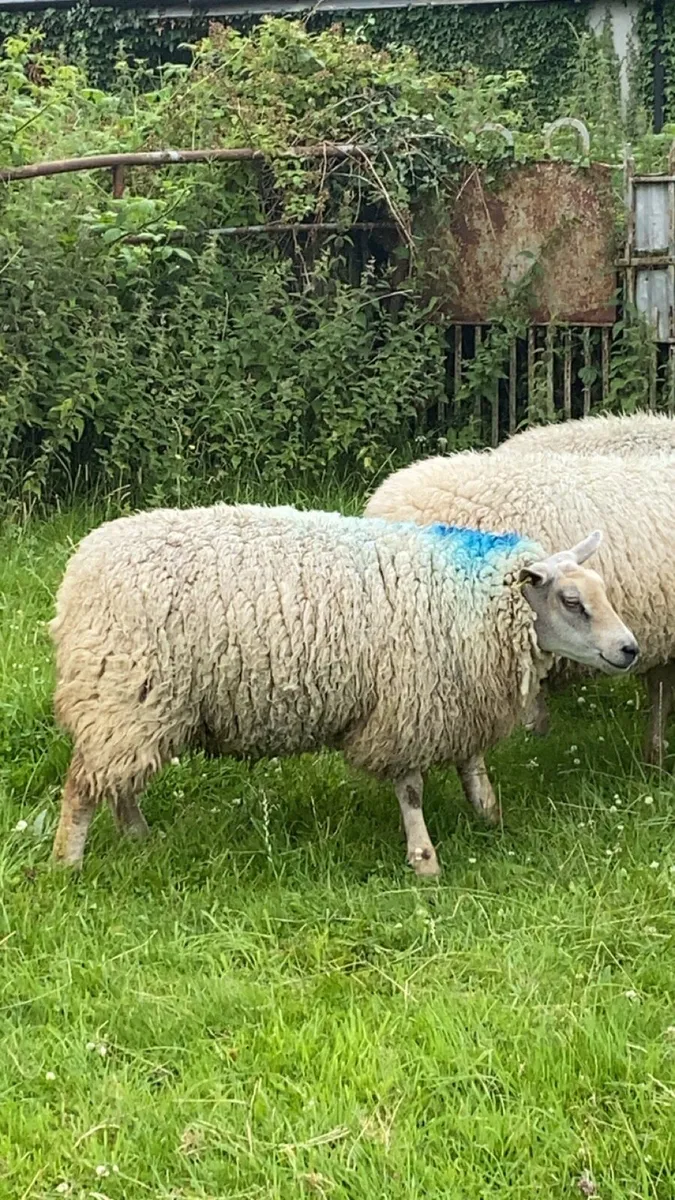 Hoggets - Image 3