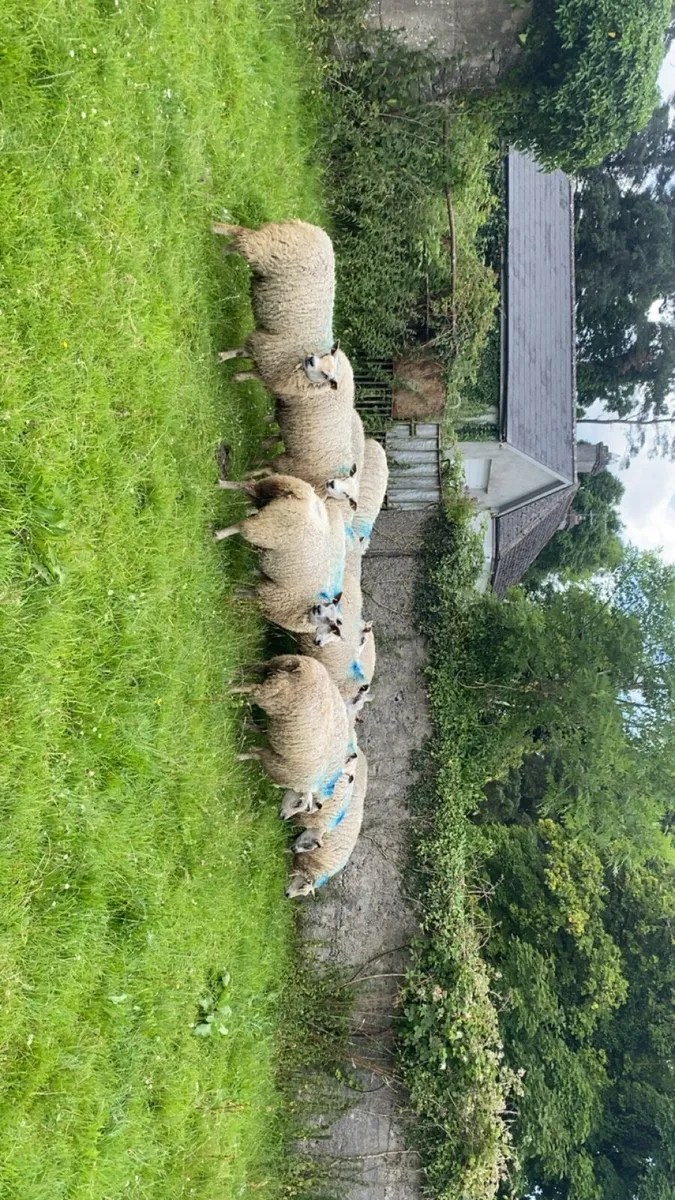 Hoggets - Image 4