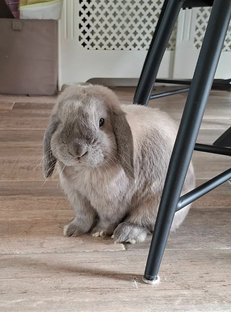 1 year old mini lop - Image 1