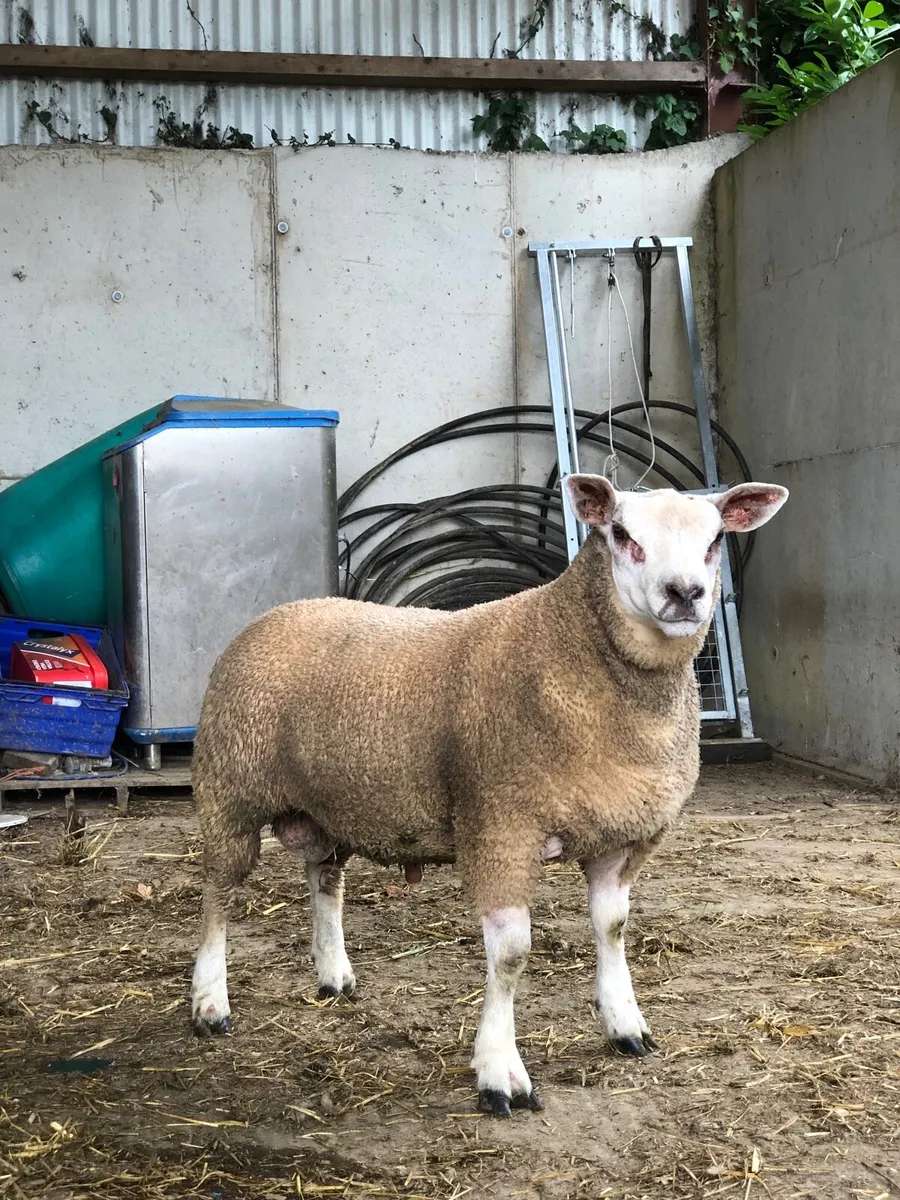 Chartex ram lamb - Image 1