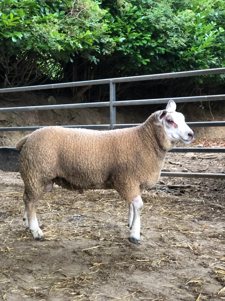 Chartex ram lamb - Image 2