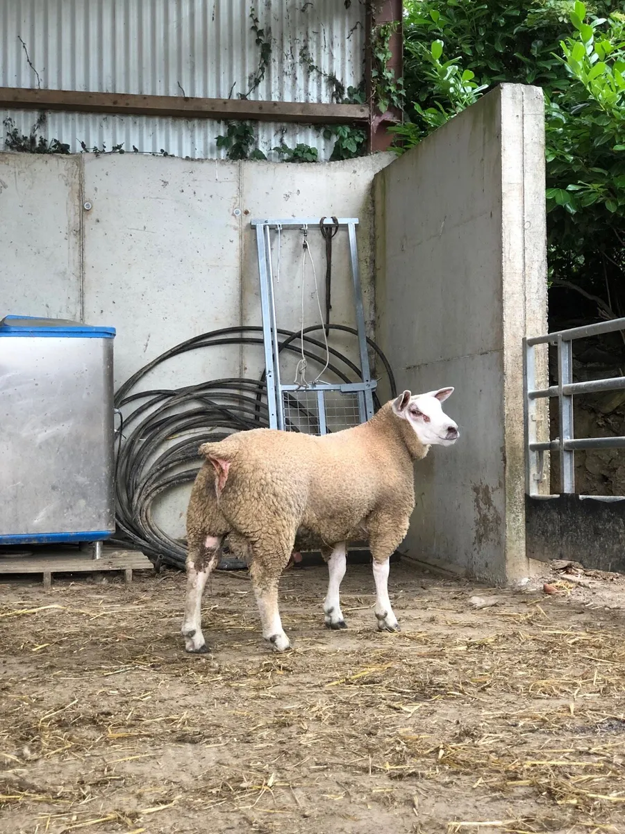 Chartex ram lamb - Image 3