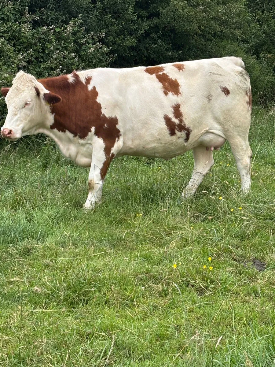 Simmental Incalf heifer