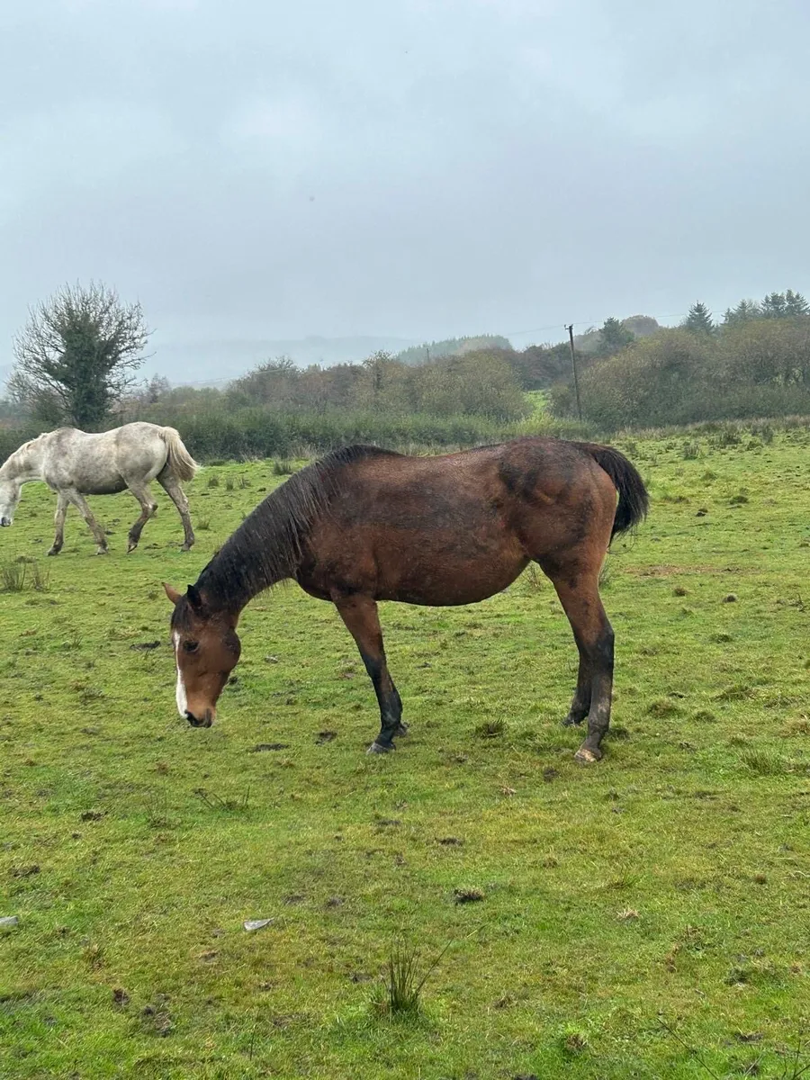 Brood Mare - Image 1