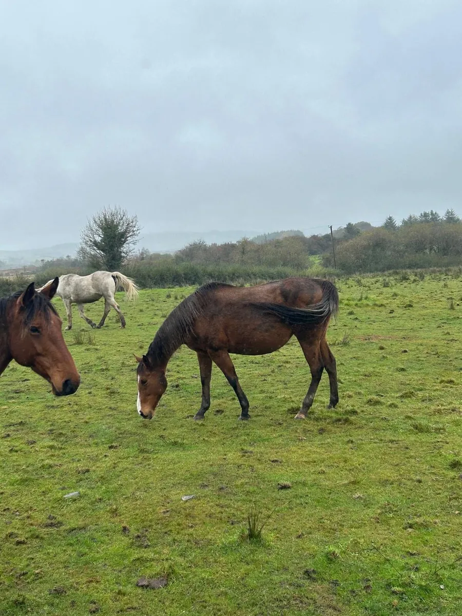 Brood Mare - Image 2