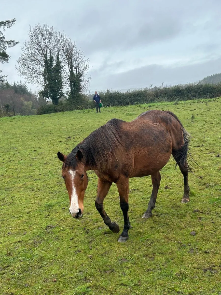 Brood Mare - Image 4