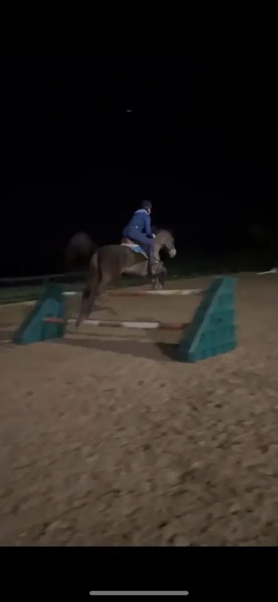 16hh tb mare - Image 2