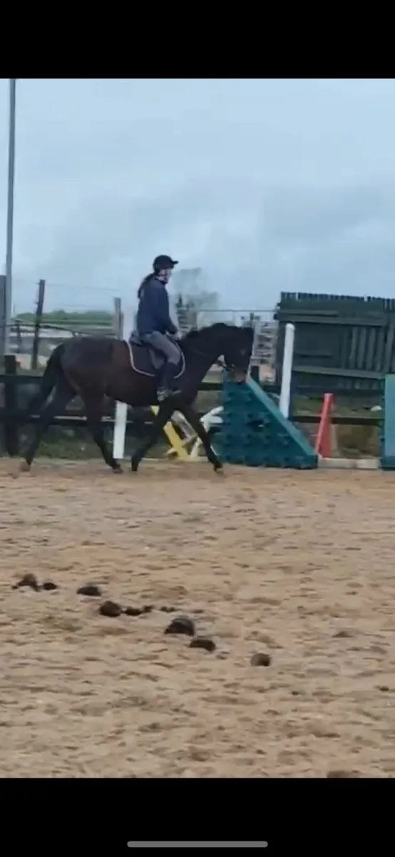 16hh tb mare - Image 3