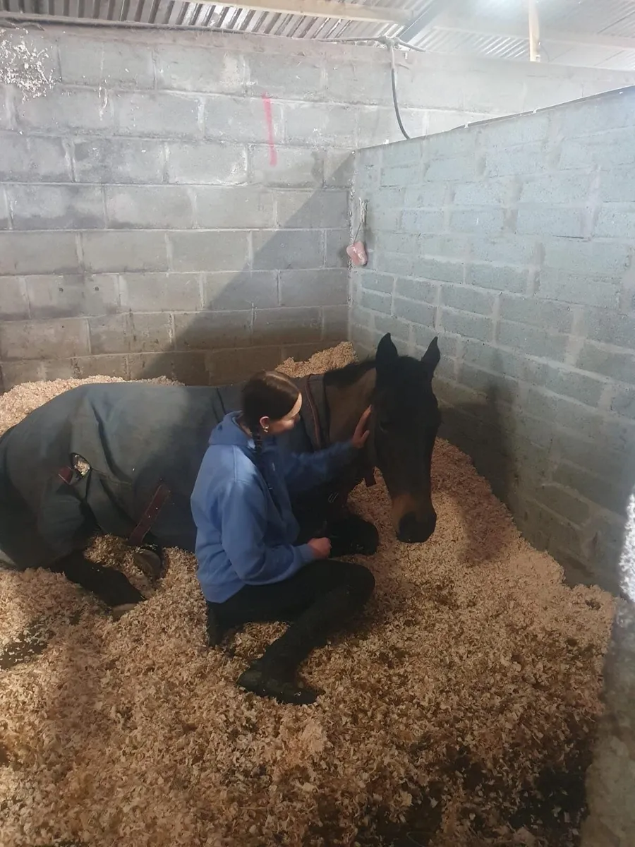 16hh tb mare - Image 4