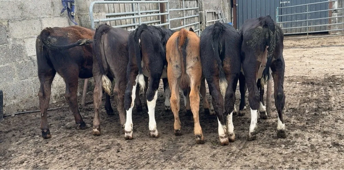 Super selection of reared heifer calves - Image 1