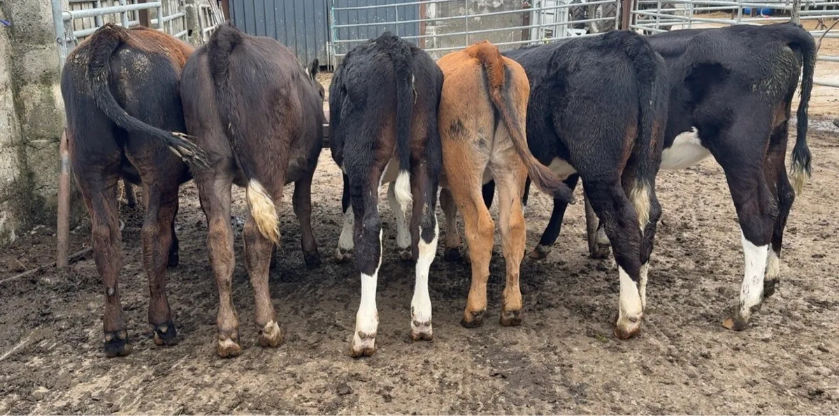 Super selection of reared heifer calves - Image 2