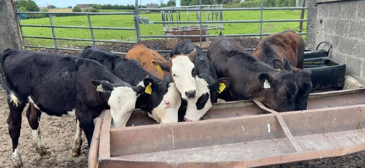 Super selection of reared heifer calves - Image 3