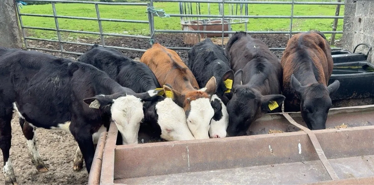 Super selection of reared heifer calves - Image 4