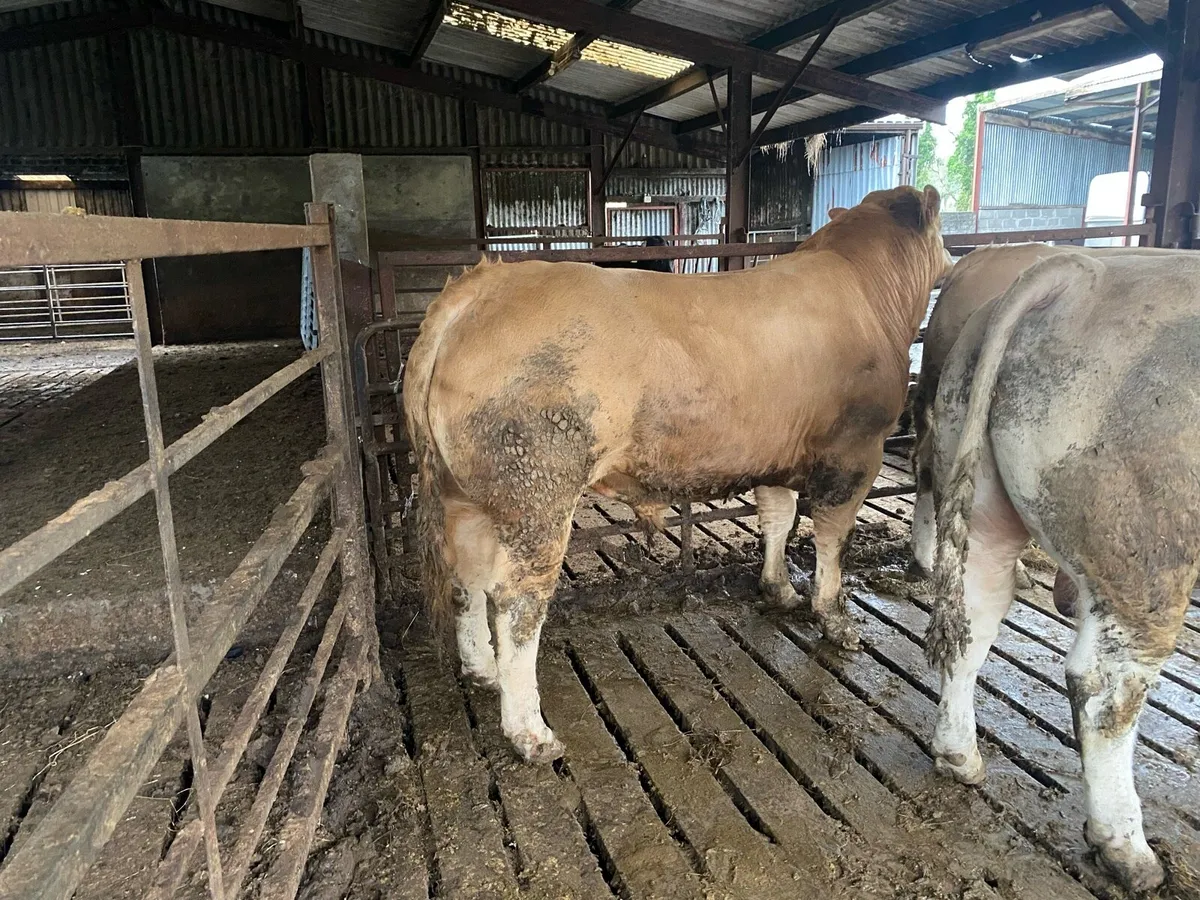 3 Super weanling Bulls - Image 1