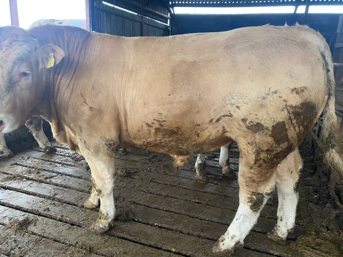 3 Super weanling Bulls - Image 2