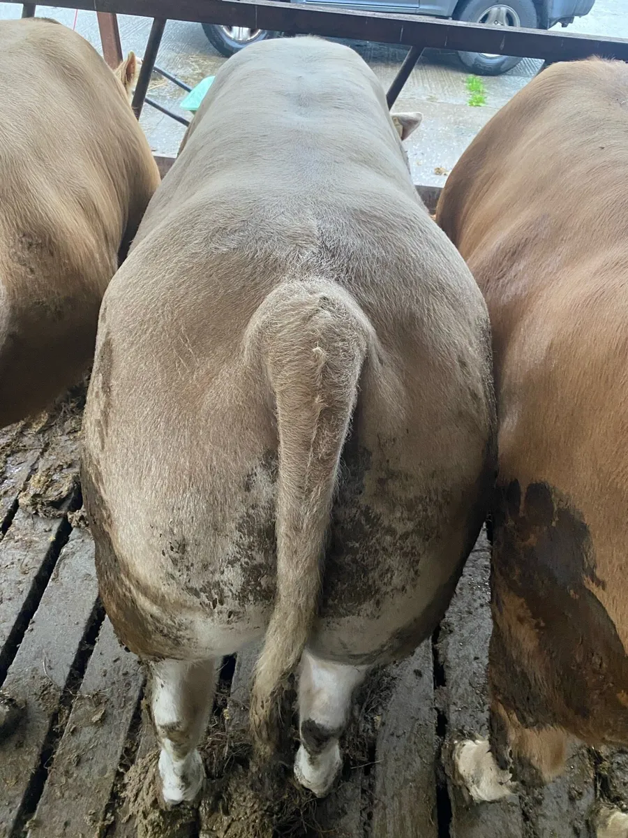 3 Super weanling Bulls - Image 4