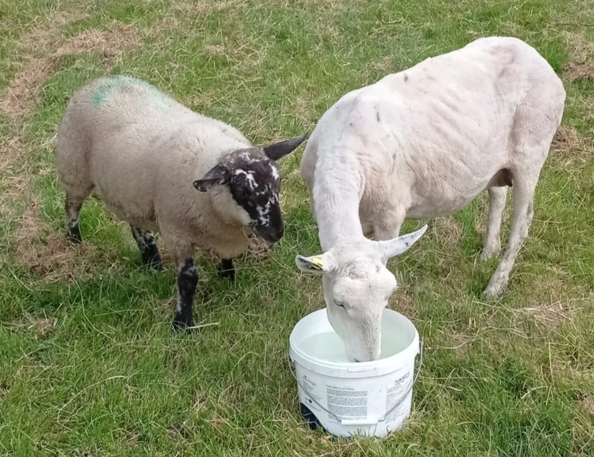 Wanted speckled Ewe lambe - Image 1