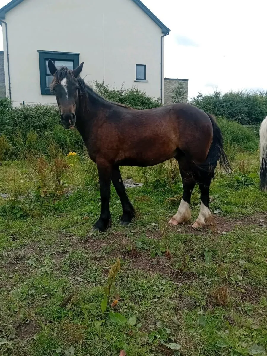 Yearling and 3yr old - Image 2
