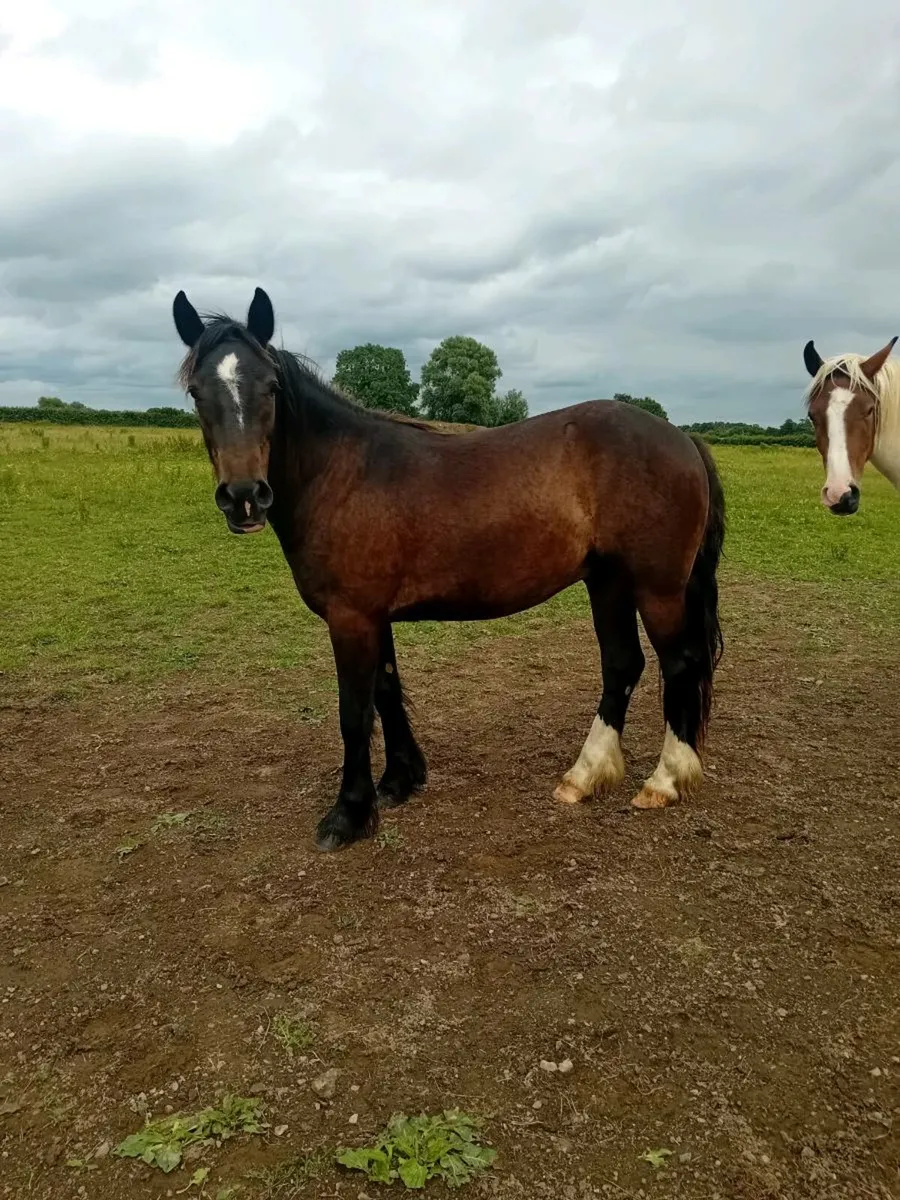 Yearling and 3yr old - Image 1