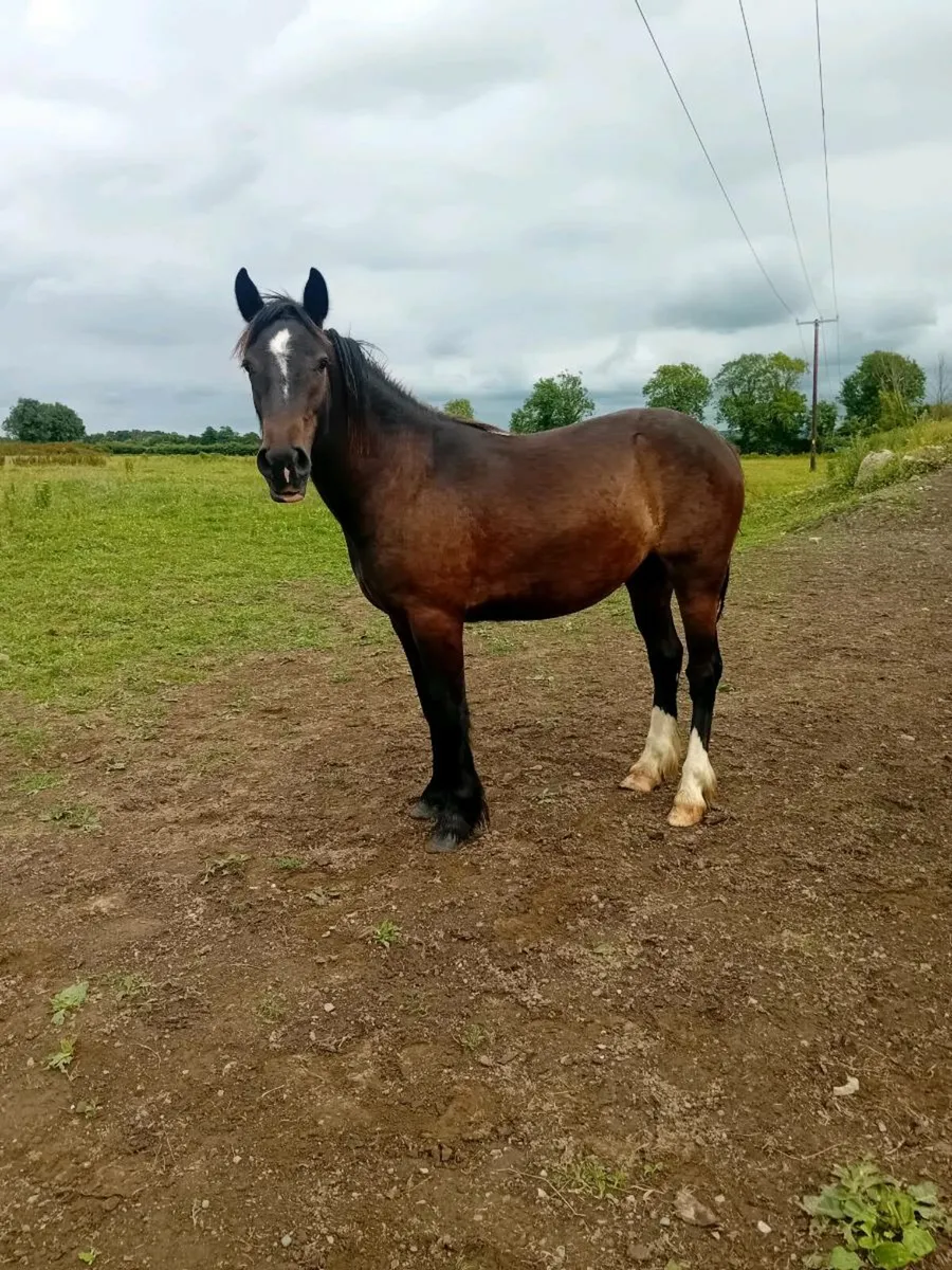 Yearling and 3yr old - Image 3