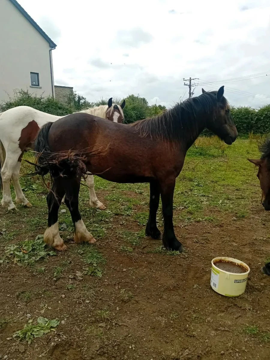Yearling and 3yr old - Image 4