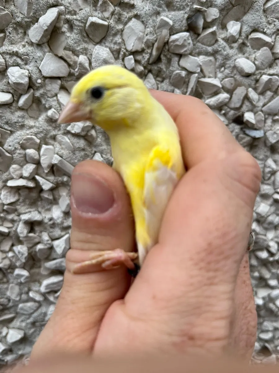 Canaries - Image 1
