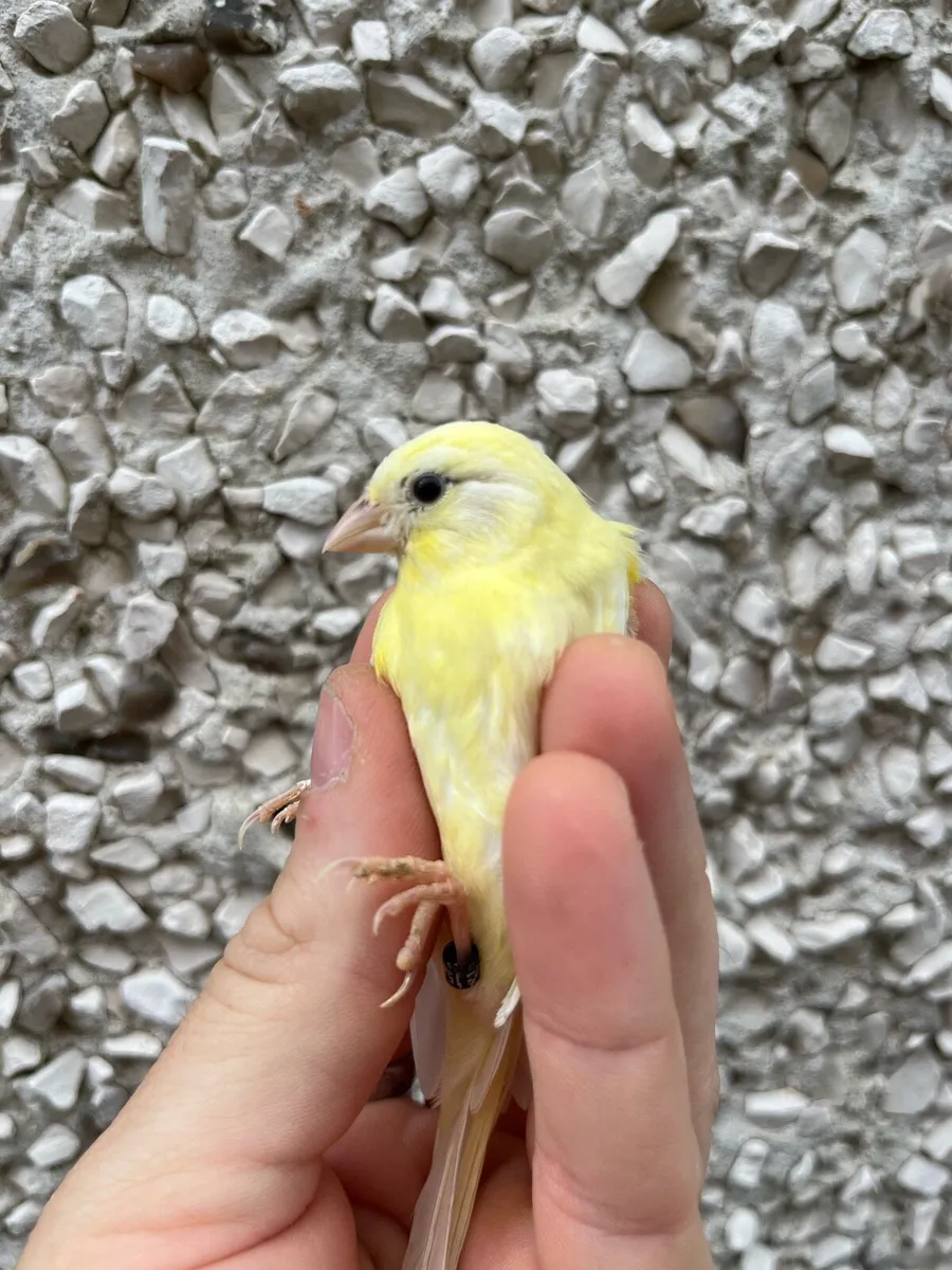 Canaries - Image 2